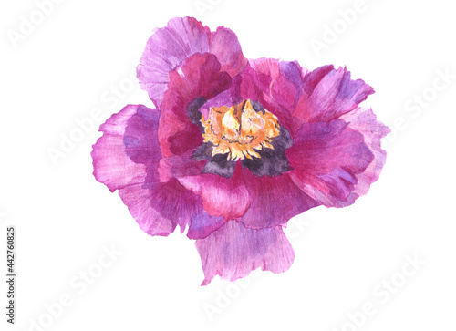 Watercolor pink peony botany flower illustration isolated object on white background