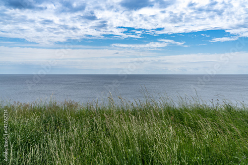 peaceful background of meadow with tall grasses looking out onto the ocean with blue sky and white cumulus clouds