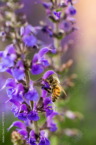 Bumble Bee on Purple Lupine