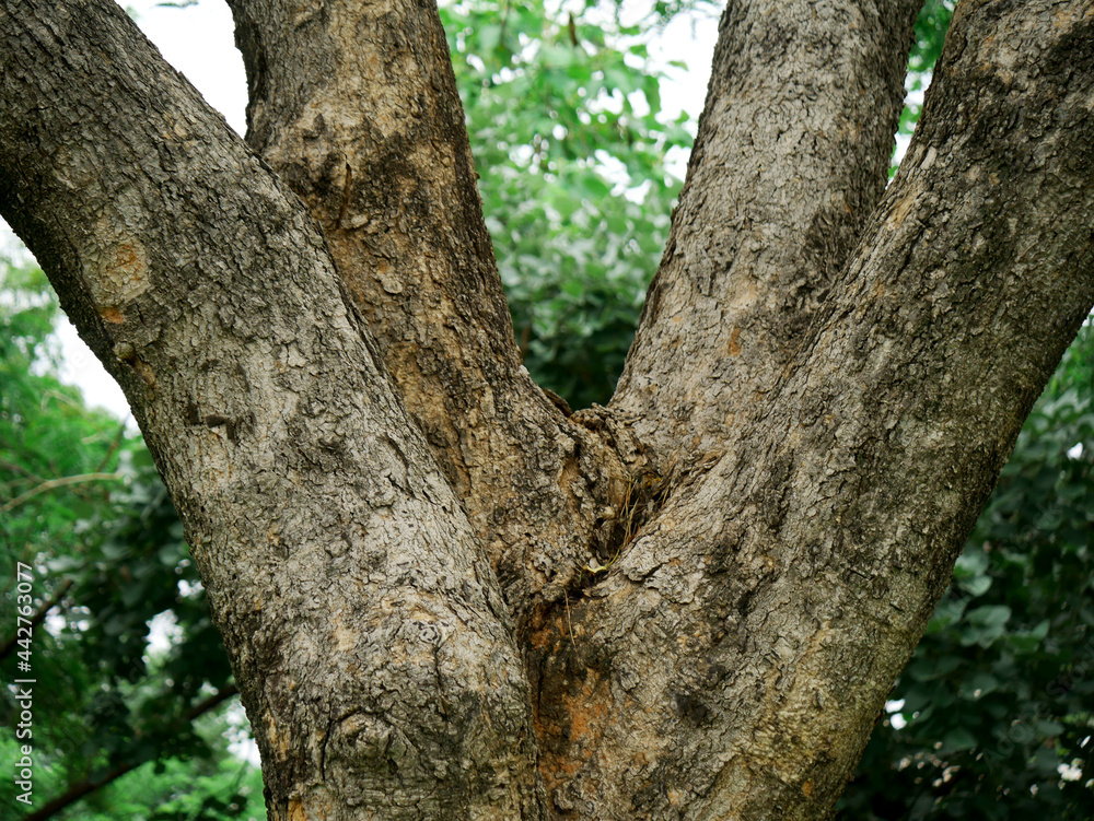 Multiple branches tree wood presented at green grass indian garden background. Multiple branches tree wood presented at green grass indian garden background.