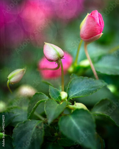 Delicate pink and white impatiens in garden 