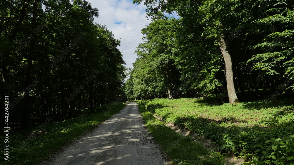 Central European forest in early summer Central European forest in early summer