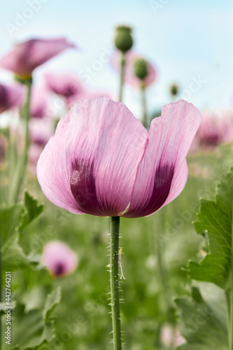 Close-up of blooming purple poppies on a field. A beautiful photo for a postcard. Summer landscape