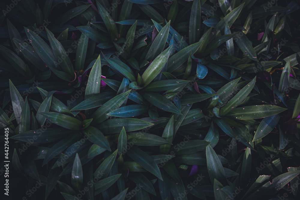 Close-up nature view of green leaf background and palm trees. Flat lying. Dark nature landscape. Tropical leaves. Nature background. Close-up nature view of green leaf background and palm trees. Flat lying. Dark nature landscape. Tropical leaves. Nature background.