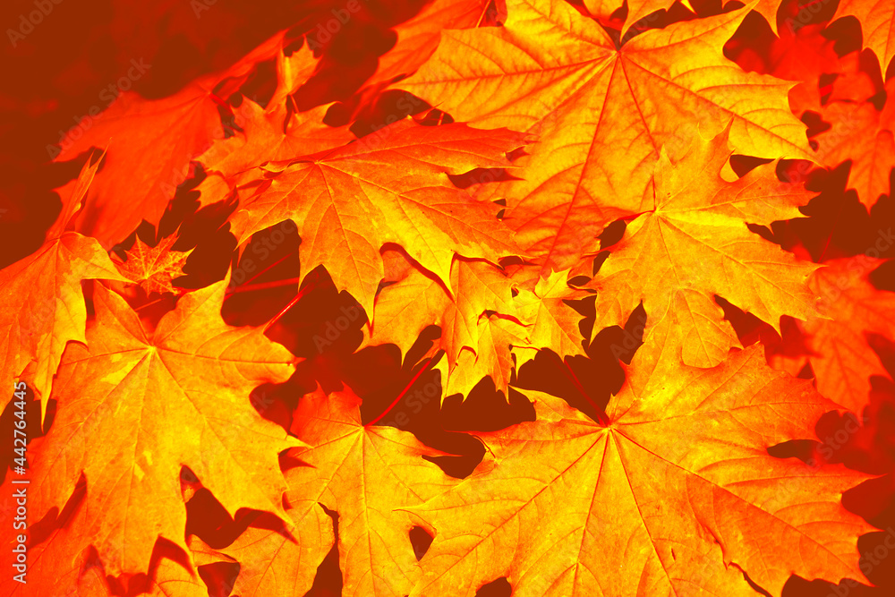 autumn landscape with bright colorful foliage. Indian summer. autumn landscape with bright colorful foliage. Indian summer.