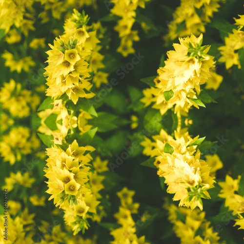 yellow flowers in the garden