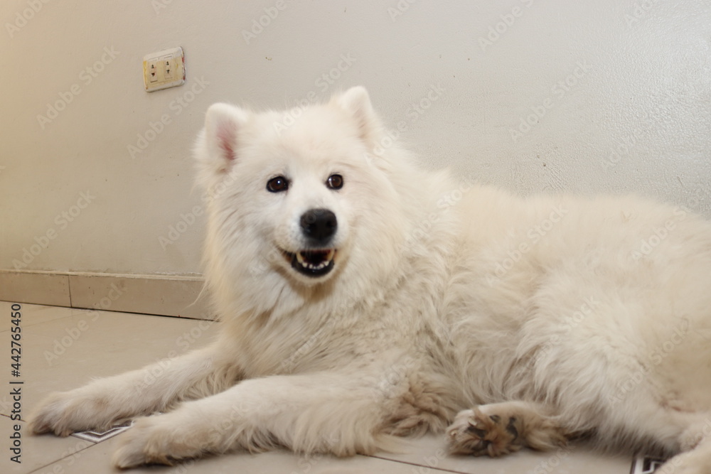 Fototapeta premium Perro samoyedo posando en casa para foto