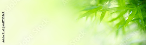 Nature of green leaf in garden at summer. Natural green leaves plants using as spring background cover page greenery environment ecology wallpaper