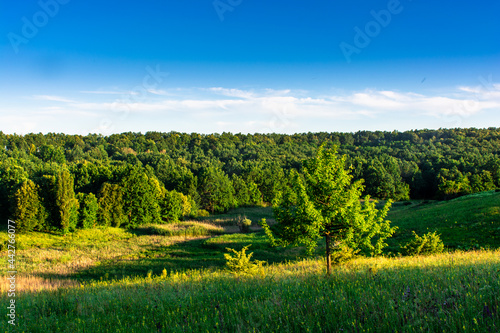 Beautiful summer landscape, beautiful view of a tree surrounded by meadows and green forest. Blue sky over plain, nature, background