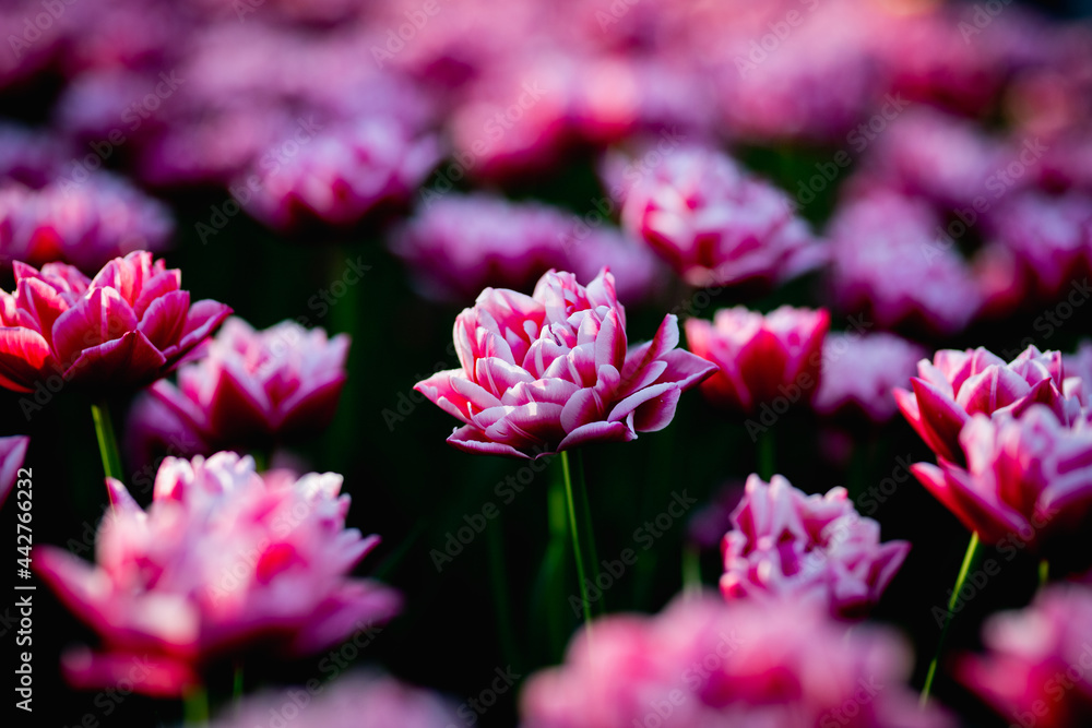 Beautiful blossom tulips field. Pink flowers Beautiful blossom tulips field. Pink flowers
