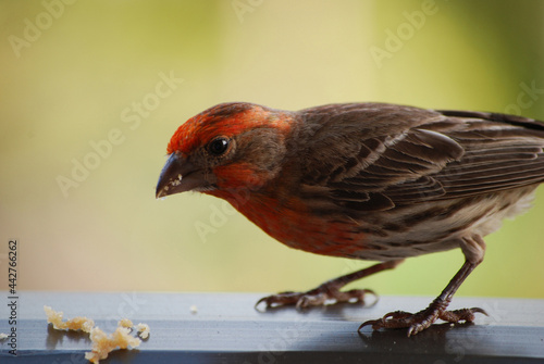 Small Bird Eating Bread Crumbs on a Railing © dejavudesigns