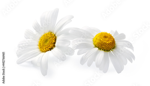 Fototapeta Naklejka Na Ścianę i Meble -  Two chamomile flowers isolated on white background, Chamomile isolated. White flowers