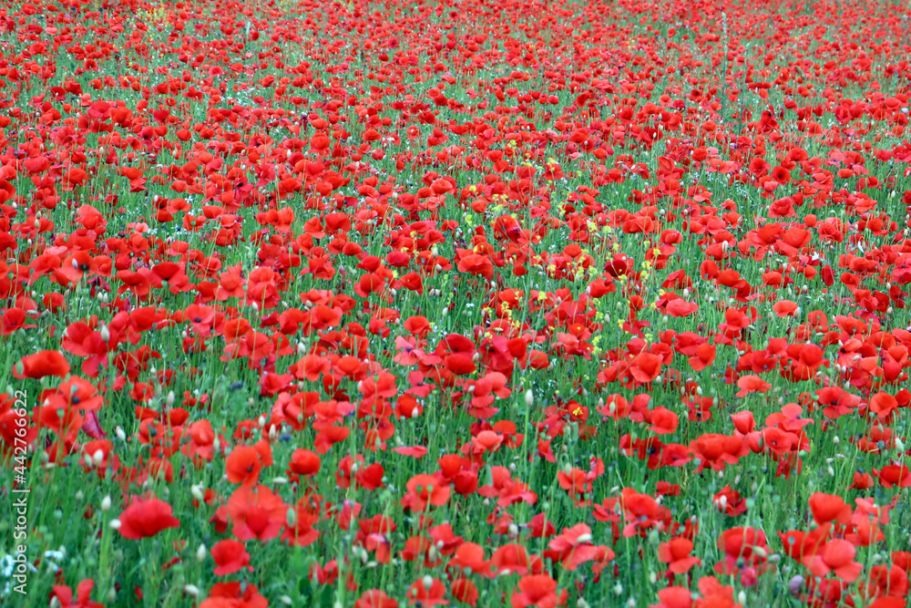 Field of wild red poppies. Bewdley, Wyre Forest National reserve, England, UK.