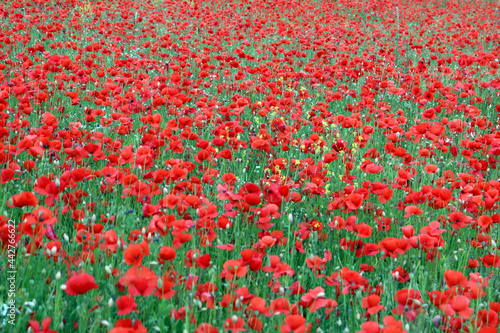 Field of wild red poppies. Bewdley, Wyre Forest National reserve, England, UK.