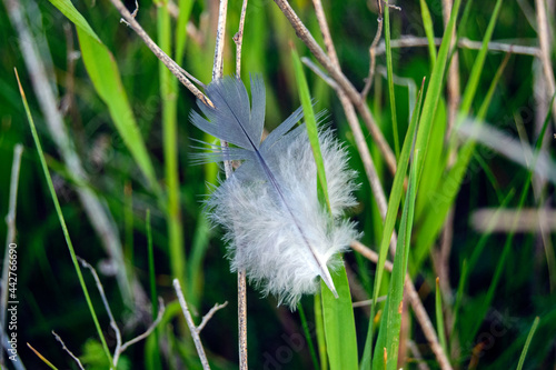 Bird feather in the grass close-up
