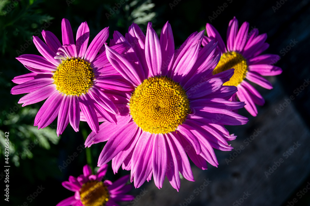 Obraz premium Purple flower close-up