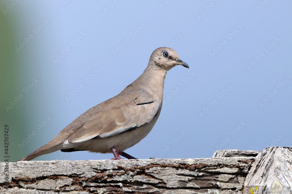 Picui Ground-Dove (Columbina picui) perched on a wooden fence Picui Ground-Dove (Columbina picui) perched on a wooden fence