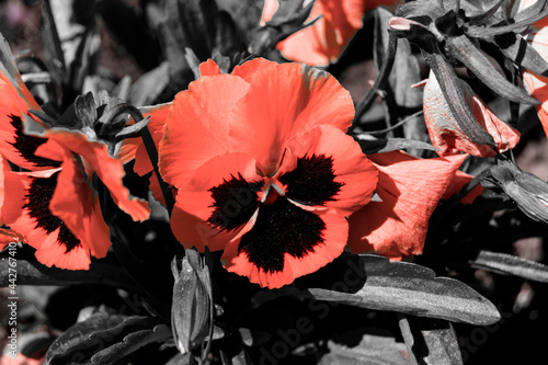 Coral flower close-up