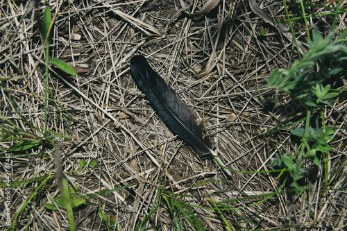Bird feather in the grass close-up
