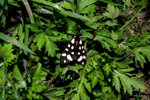 Butterfly on a plant close-up