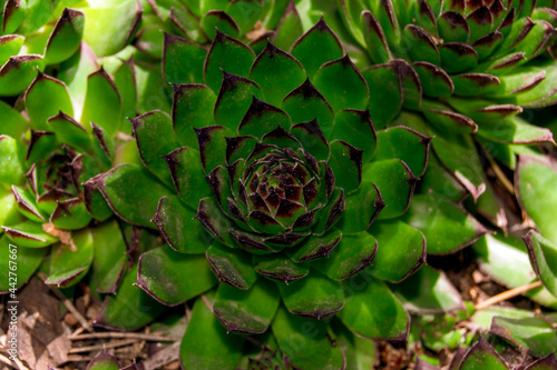 Succulent flower close-up