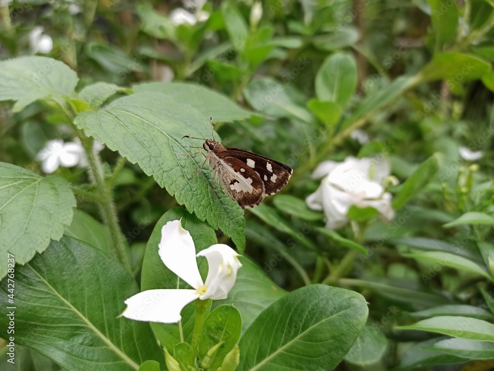 Udaspes folus butterfly