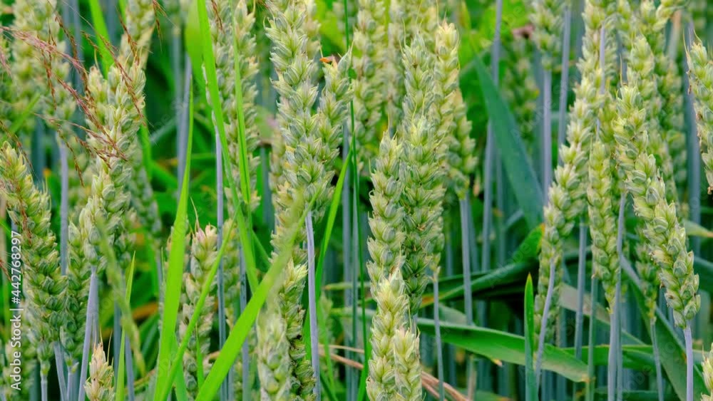 beautiful summer landscape, green ripening ears of wheat on field, concept of future harvest, bread production, agricultural sector of the country's economy, banner beautiful summer landscape, green ripening ears of wheat on field, concept of future harvest, bread production, agricultural sector of the country's economy, banner
