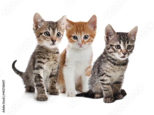 Group of cute little kittens on white background © New Africa