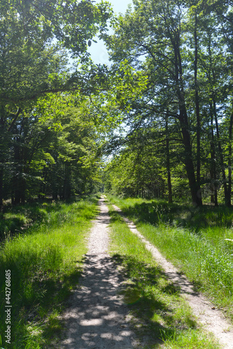 forêt domaniale de Sénart, 91, Essonne