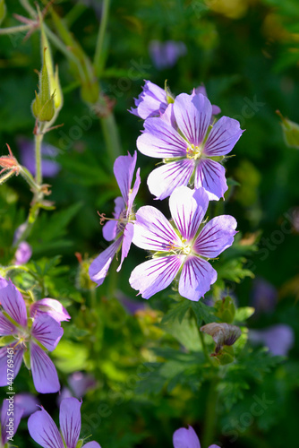 Géranium vivace, Géranium d'Ibérie, Geranium ibericum 'Ushgoli Grey' photo