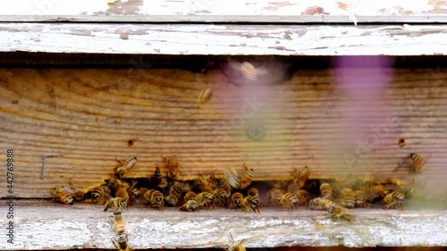 wooden beehives summer, bright sun illuminates the bee houses, insects fly home with the collected honey, concept of beekeeping, getting useful honey, natural ecological product