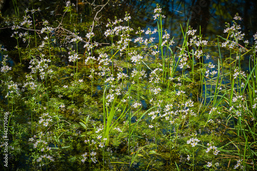 View of a fragment of a marsh meadow in forest with flowers of the swamp colon and marsh grasses..