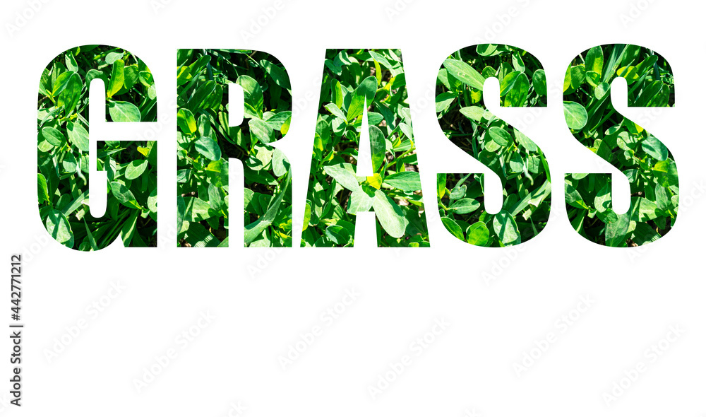 The word GRASS from green grass isolated on white background. Elements for your design The word GRASS from green grass isolated on white background. Elements for your design