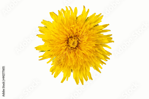 One blooming yellow dandelion isolated on white background  close-up. Can be used as a design element