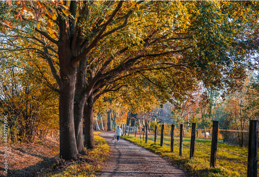 Herbst Baum Park Weg Landschaft  Wanderung