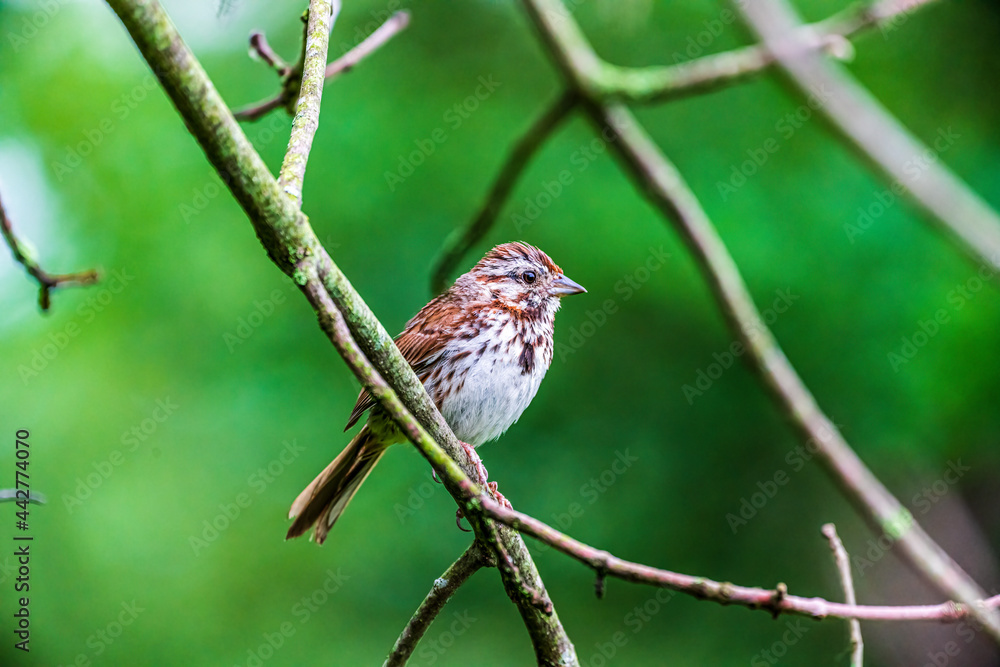 Songbird Sparrow Perched On A Branch Songbird Sparrow Perched On A Branch