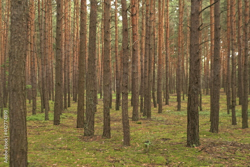 young pine forest nature background 