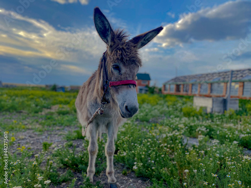 donkey in a field