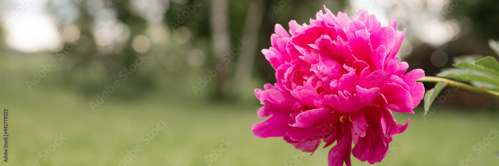 pink peony flower head in full bloom on a background of blurred green grass and trees in the floral garden on a sunny summer day. banner