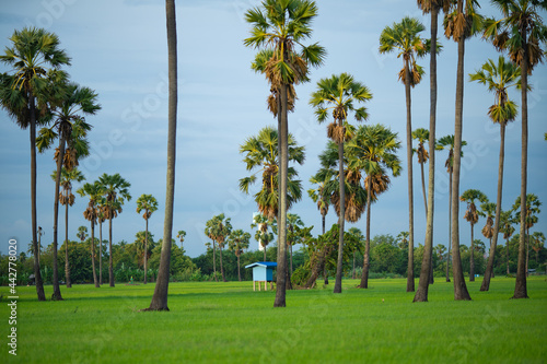 Rice farming and Sugar palm with blue sky background, Pathumthani, Thailand. photo