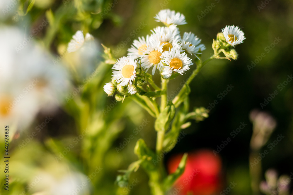 Letnie polne Kwiaty Stokrotka pospolita - Bellis perennis Letnie polne Kwiaty Stokrotka pospolita - Bellis perennis