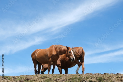 Horses and sky. Horses on top of the mountain with blue sky background.Two wild horses on the ridge of Monte Matanna  Apuan Alps  Verslia. Italy. 