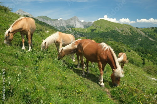 Horses grazing in the mountains of Tuscany. On Monte Matanna in the Apuan Alps.