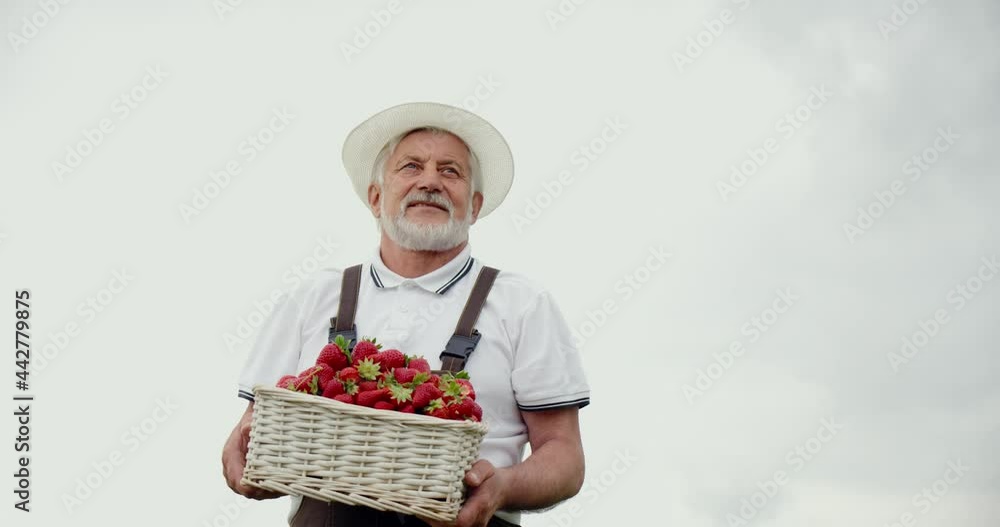 Mature male farmer in uniform and hat standing at greenhouse and holding container with freshly picked strawberries. Concept of people and harvesting. Mature male farmer in uniform and hat standing at greenhouse and holding container with freshly picked strawberries. Concept of people and harvesting.