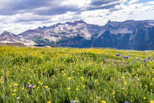 Photography colorado mountains rocky flowers