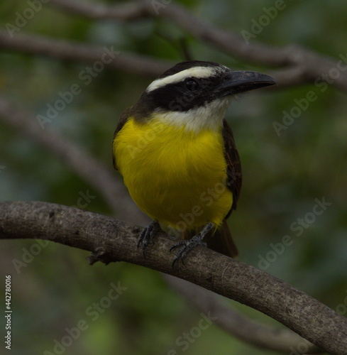 Tropical Kingbird (Tyrannus melancholicus) resting on branch Ecuador