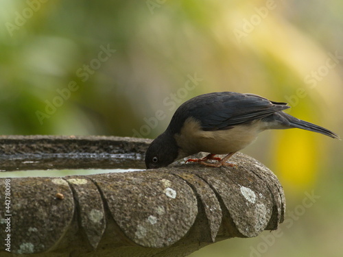 Closeup of small bird drinking water from garden fountain Vilcabamba Ecuador photo