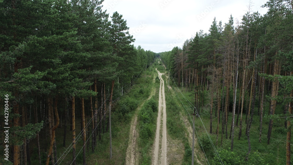 Power lines on concrete pylons in a pine forest Power lines on concrete pylons in a pine forest