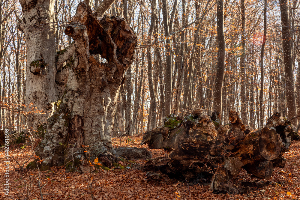 Big hollow in an old beech tree in the autumn forest Big hollow in an old beech tree in the autumn forest
