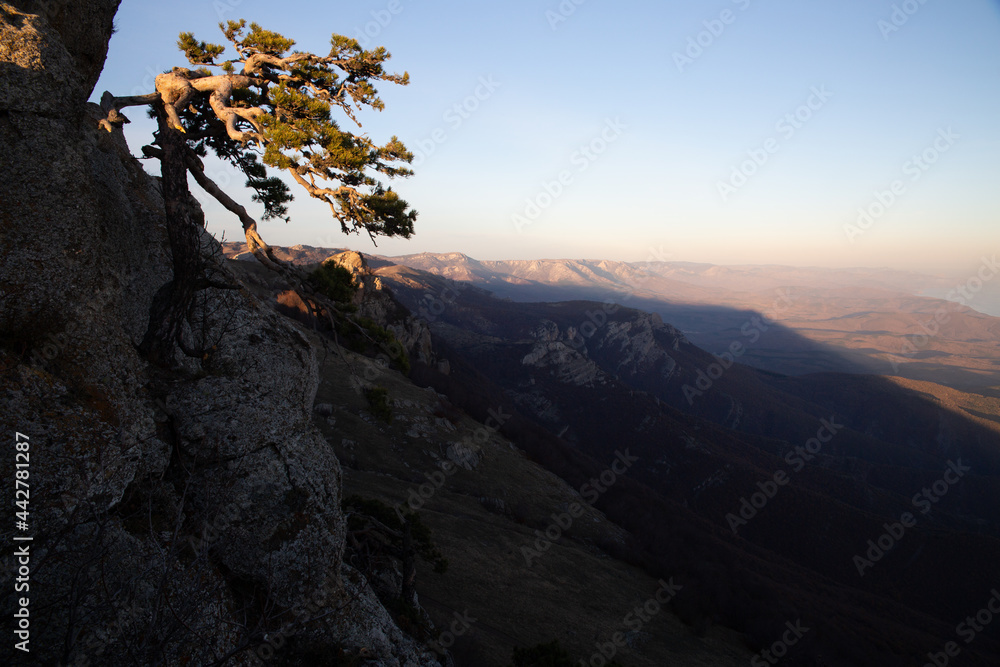 Lonely pine tree on a mountain slope